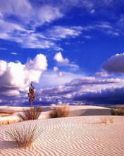 Desierto