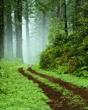 Camino dentro de el bosque