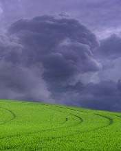 Una Pradera verde