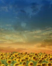 Campo de girasoles