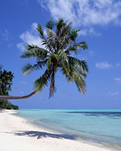 Paisajes de playa con cocotero