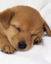 Cachorrito dormido