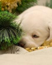 Perro tomando una siesta