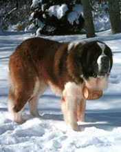 Perro en la nieve