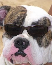 Perro con lentes oscuros