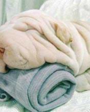 Colcha con forma de perro