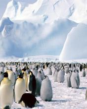 Pingüinos en el ártico