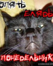 Gato cómodo