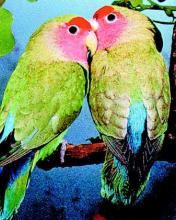 Dos cotorritas