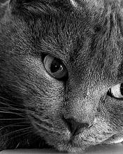 Gato gris
