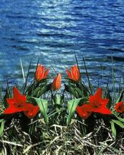 Flores al lado del rio