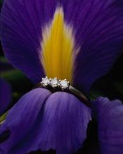 Flor malba con anillo