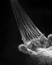 Gatico en amaca