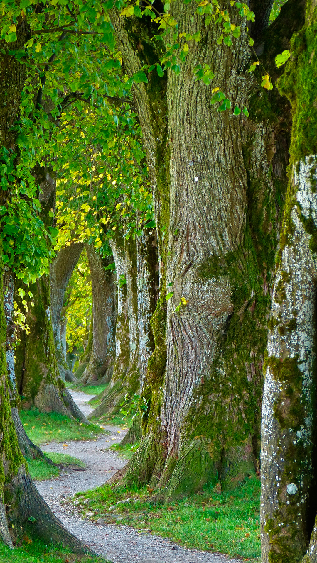 Sendero de paz en medio del Bosque - Fondos de Pantalla para Celular