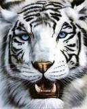 Close Up de Tigre Blanco