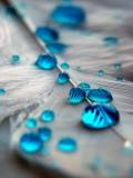 Pluma de ave con gotas azules