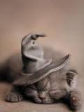 Halloween Cat