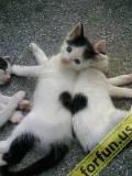 Corazón gaticos