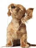 Perro escuchando música