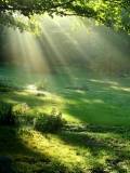 Pradera verde