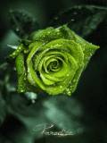 Rosa verde fondo para celu