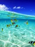 Pececitos en el mar
