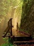 Puente de madera en el bosque