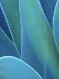 Hojas de Aloe