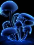 Hongos azules