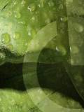 Piel de Rana Mojada