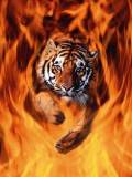 Tigre saltando entre el fuego