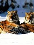 Tigres en la nieve