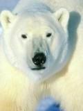 Oso polar