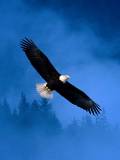 Aguila volando