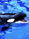 Ballena Orca