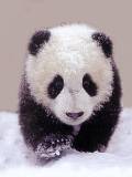 Ositoo Panda en la nieve