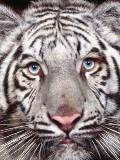 Tigre Blanco