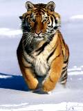 Tigre corriendo en la nieve