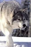 Lobo acechando en la Nieve