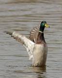 Patito corriendo sobre el Agua