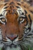 Rostro de tigre