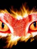Ojos de gato en fuego