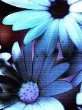 Flores azules para celular