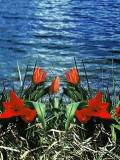 Flores junto a un lago