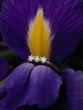 Flor malva con un anillo