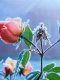 Flor cubierta de nieve