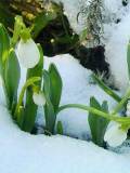 Flores blancas en el hielo