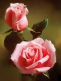 Dos rosas rosadas