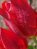 Flor roja con rocío