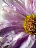 Flor con gotas de agua